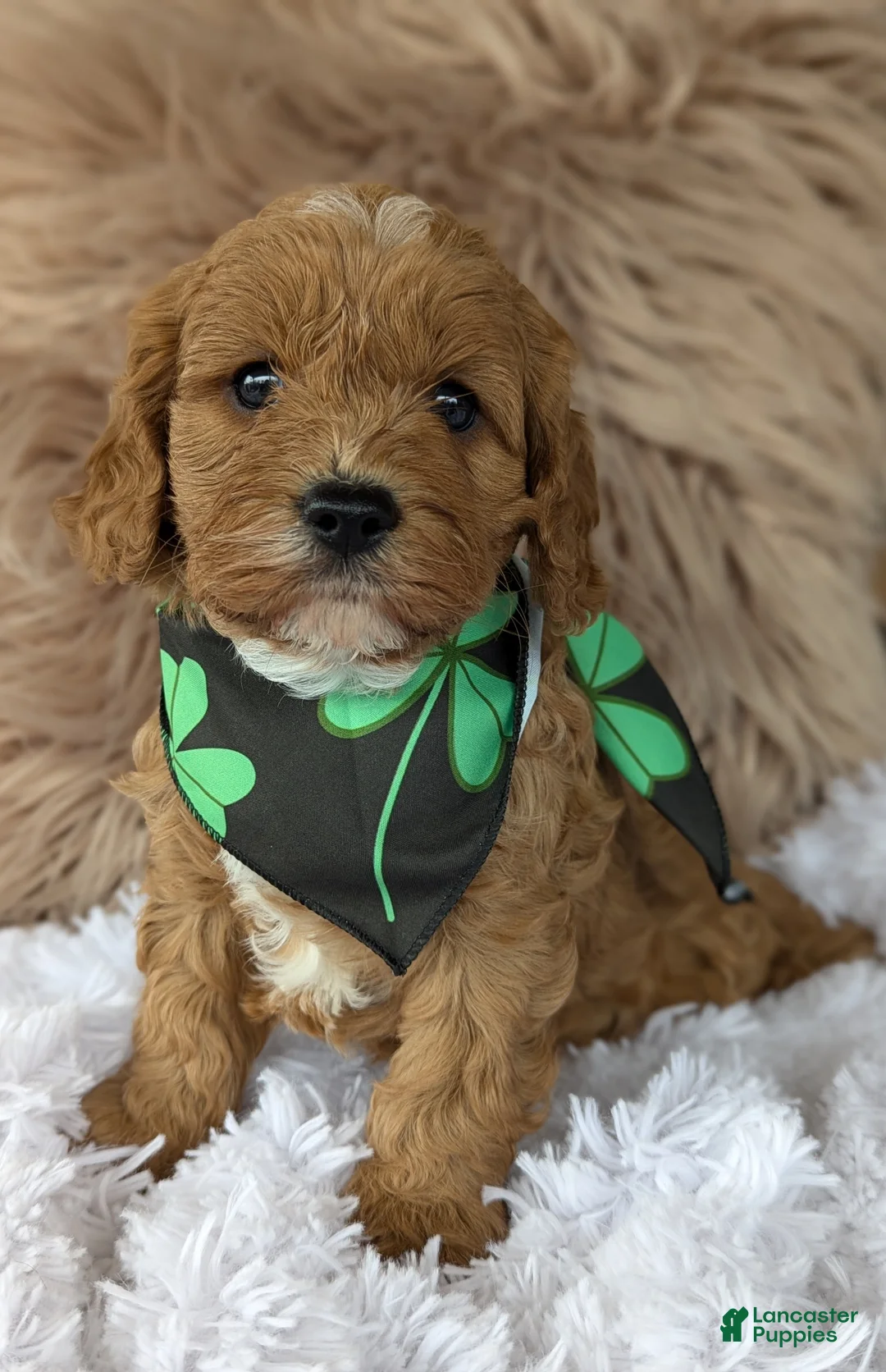 Cavapoo dogs for sale: Champ  - Ad 1