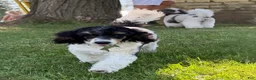 Miniature Poodle dogs for sale: Ivy - Ad 6