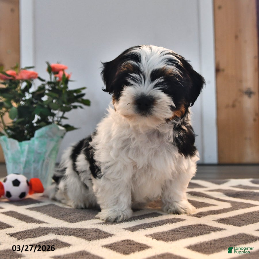 Mixed Breed dogs James   - Ad 2