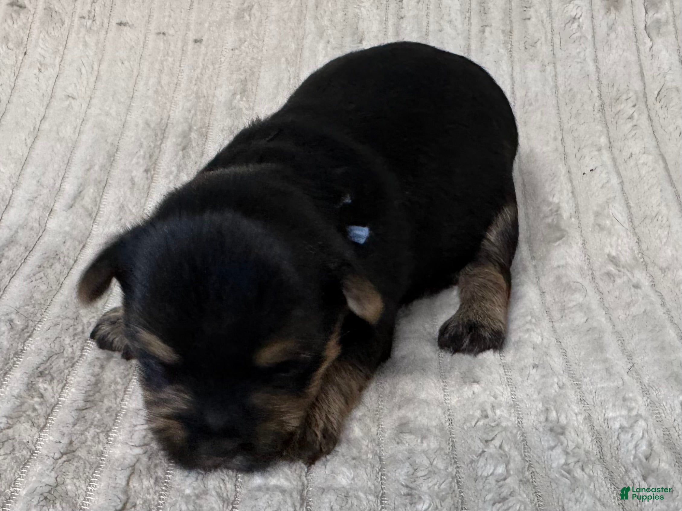 Yorkshire Terrier dogs Yorkshire Terrier 5 - Ad 1