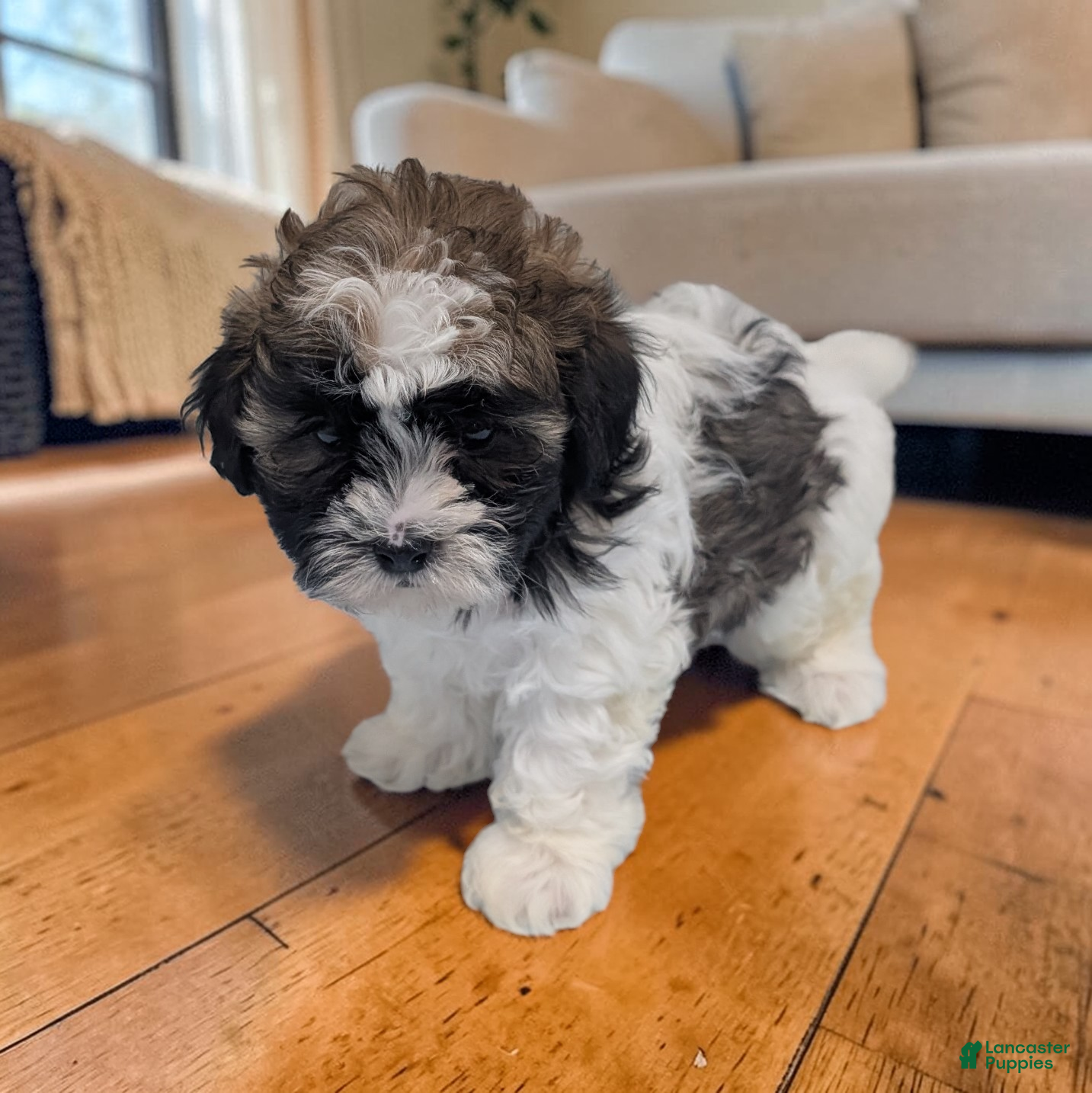 Shihpoo dogs Rocky - Ad 2