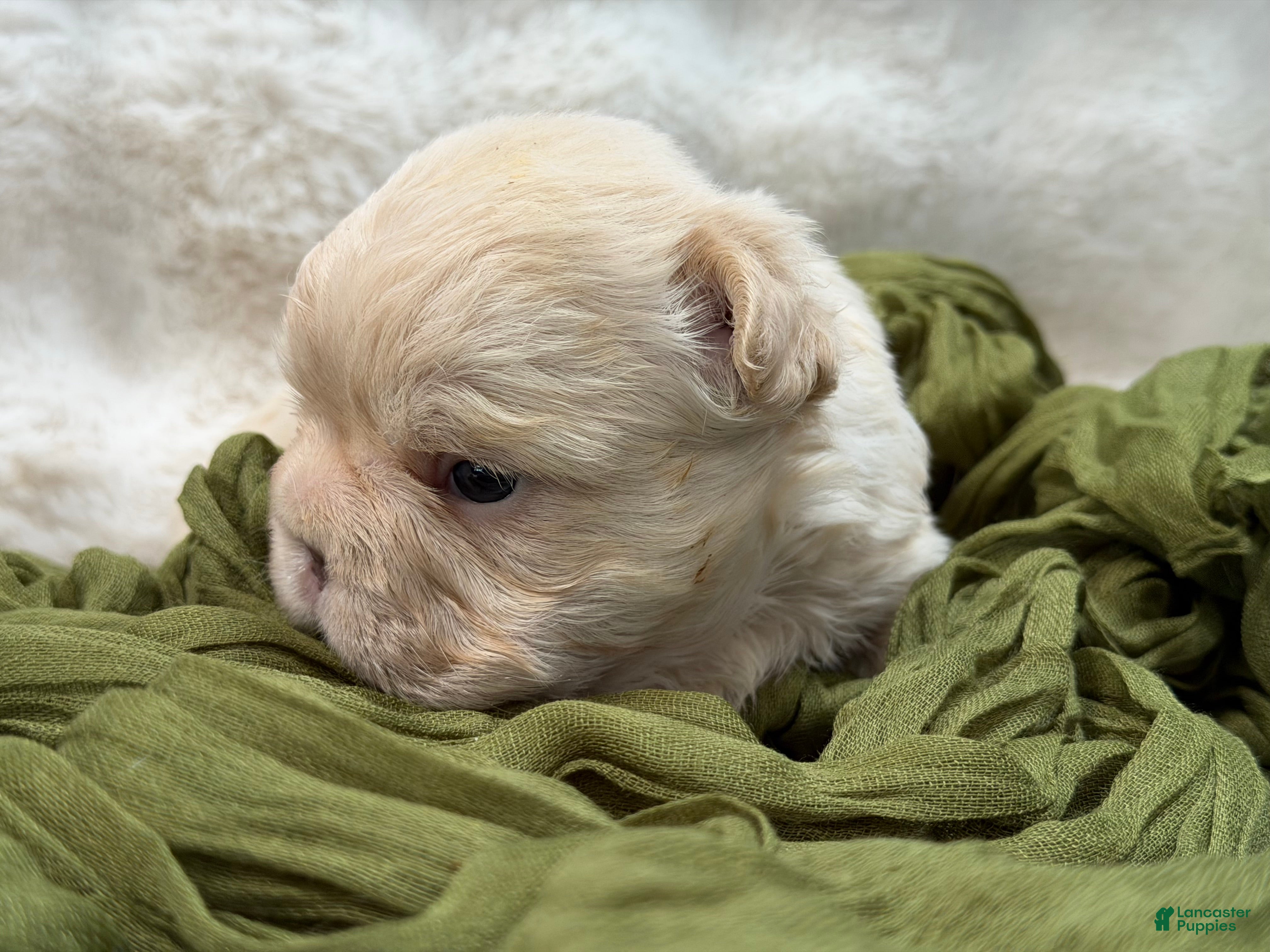 French Bulldog dogs French Bulldog 5 - Ad 14