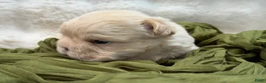 French Bulldog 5