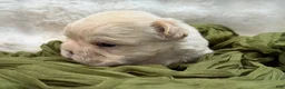 French Bulldog dogs for sale: French Bulldog 5 - Ad 1