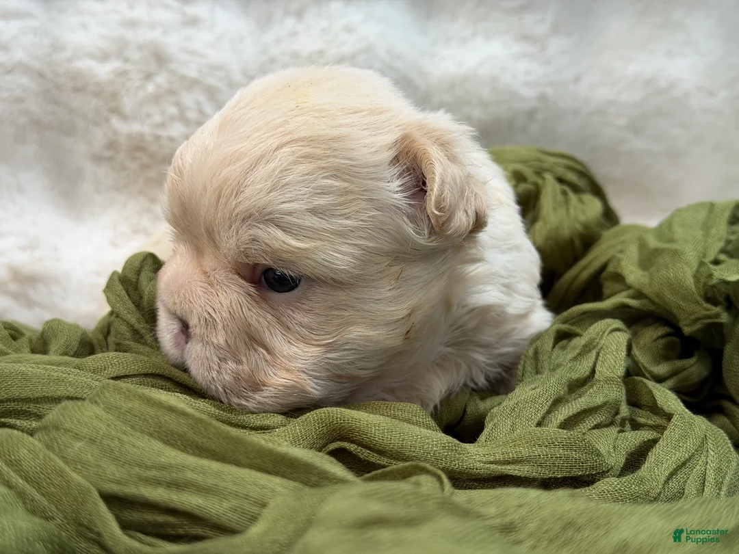 French Bulldog dogs for sale: French Bulldog 5 - Ad 1