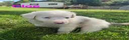 Aussiedoodle dogs for sale: Cloe - Ad 4