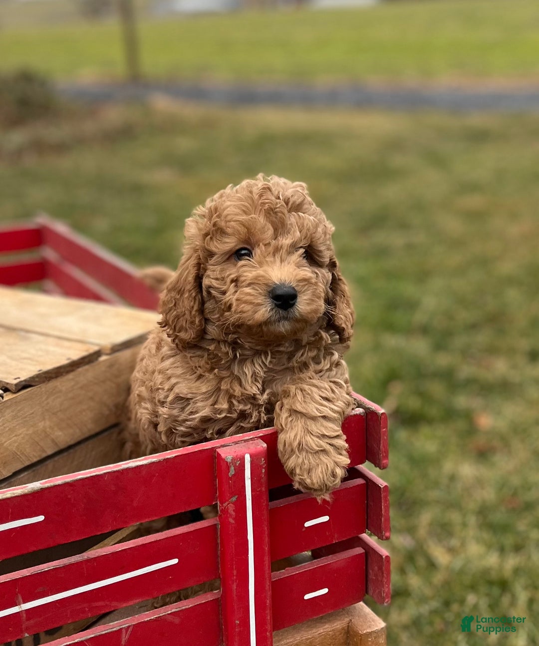 Goldendoodle dogs for sale: Goldendoodle Puppy 2 - Ad 1