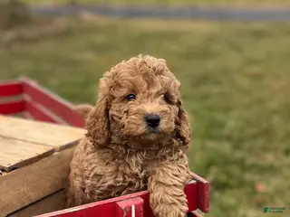 Goldendoodle dogs Goldendoodle Puppy 2 - Ad 33