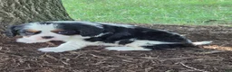 Cavalier King Charles Spaniel dogs for sale: Charles - Ad 3