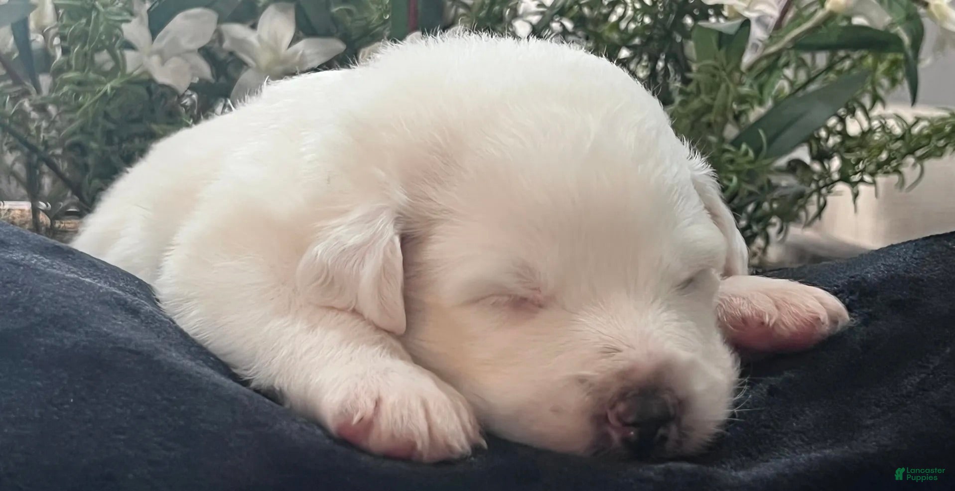 Great Pyrenees dogs Pine - Ad 1