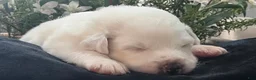Great Pyrenees dogs for sale: Pine - Ad 1