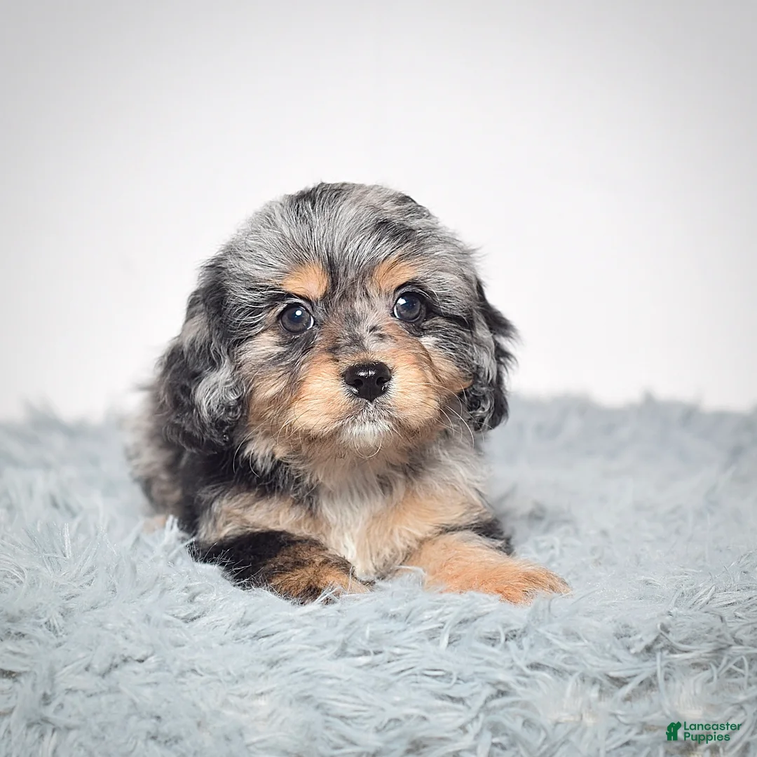 Cavapoo dogs for sale: Ms. Bonnie - Ad 4