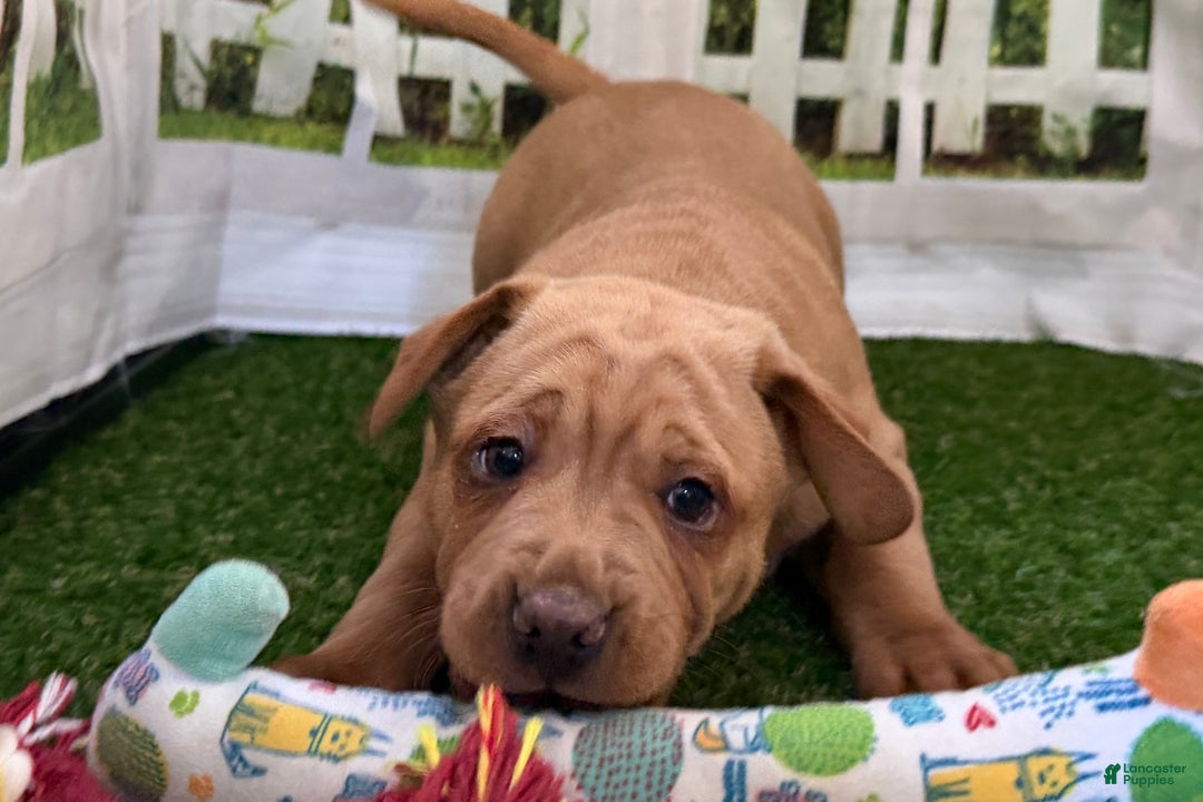 Mixed Breed dogs for sale: Mixed Breed Puppy 3 - Ad 6