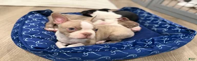 Canelo 