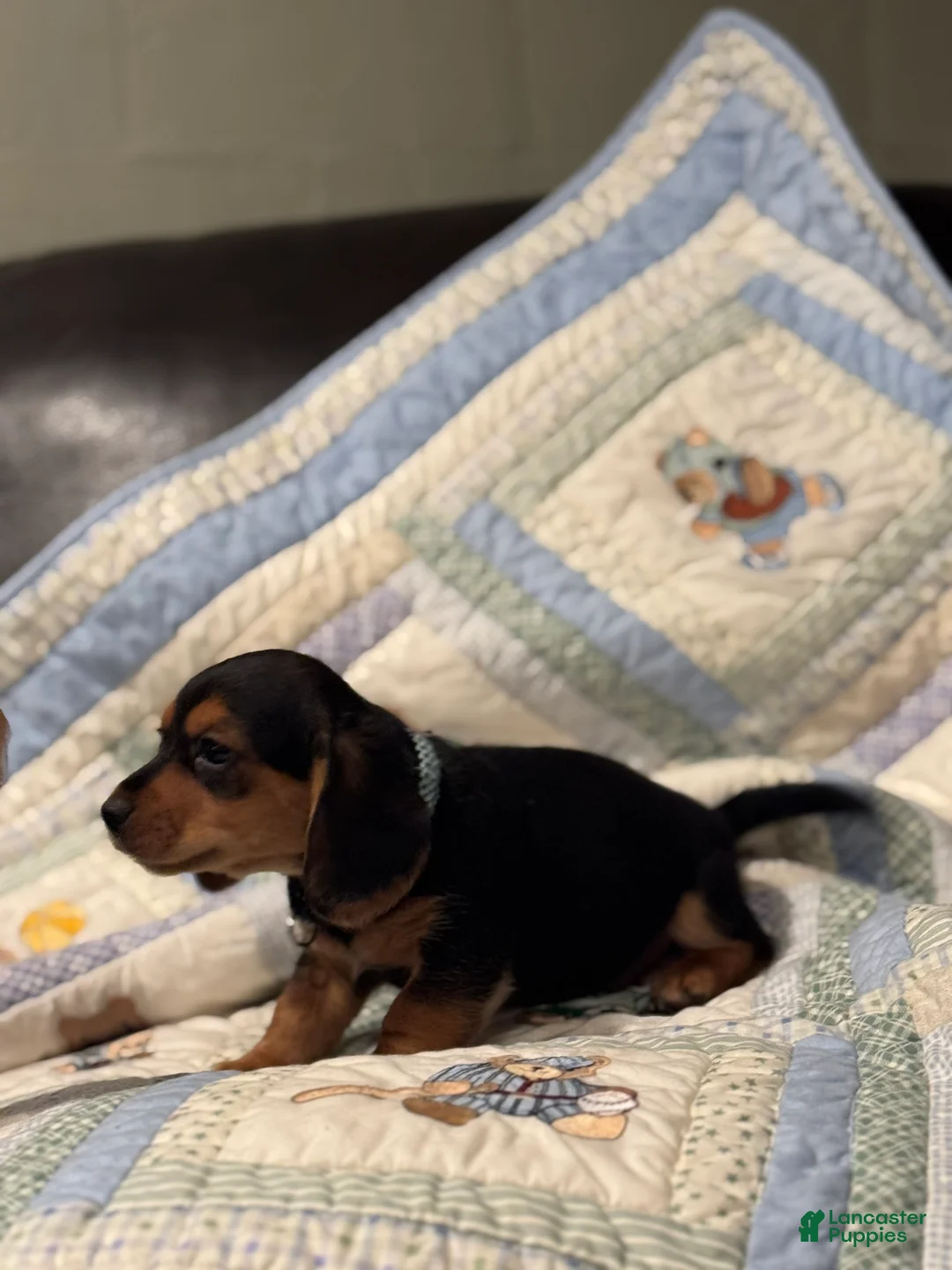 Mixed Breed dogs for sale: Charlie - Ad 3