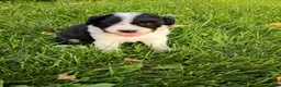 Mini Aussiedoodle dogs for sale: Oreo  - Ad 1