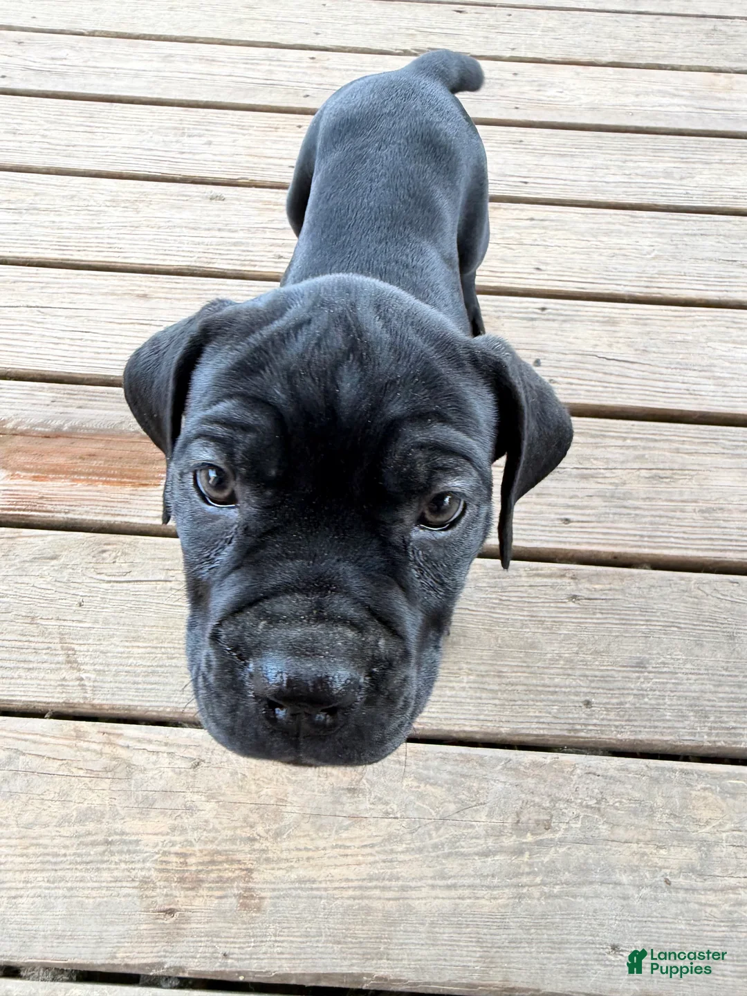 Cane Corso dogs for sale: BMO - Ad 5