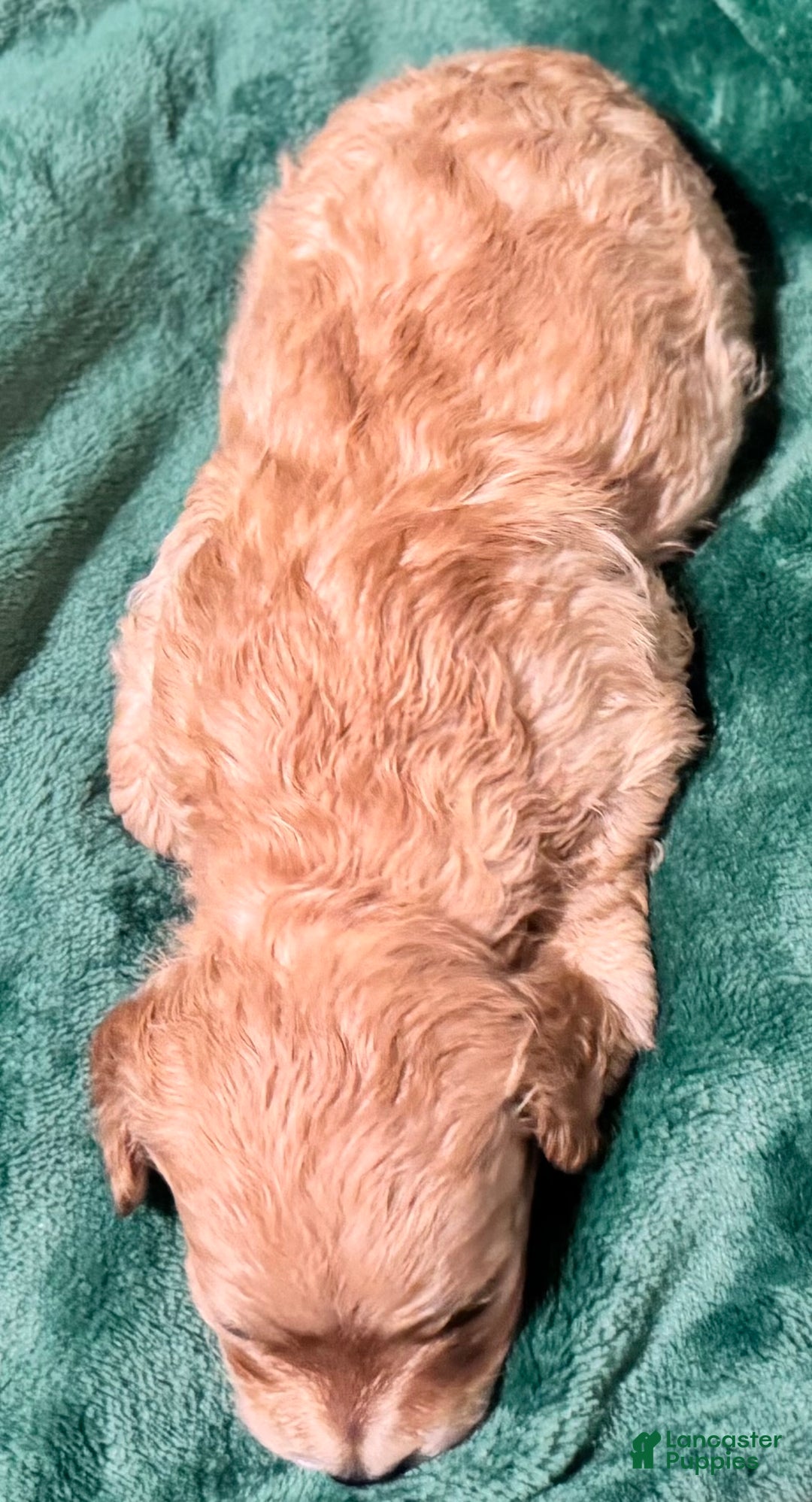 Cavapoo dogs for sale: Ollie - Ad 2