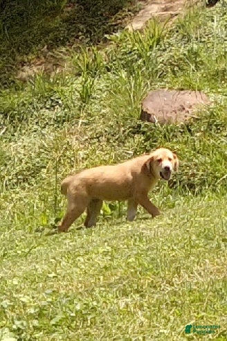 Mixed Breed dogs Aztec - Ad 2