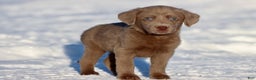 Labrador Retriever dogs for sale: Little Bear - Ad 1