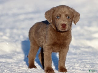 Labrador Retriever dogs Little Bear - Ad 21