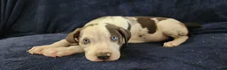 Catahoula Leopard Dog dogs for sale: Gabby F2025 M3 Catahoula puppy - Ad 13