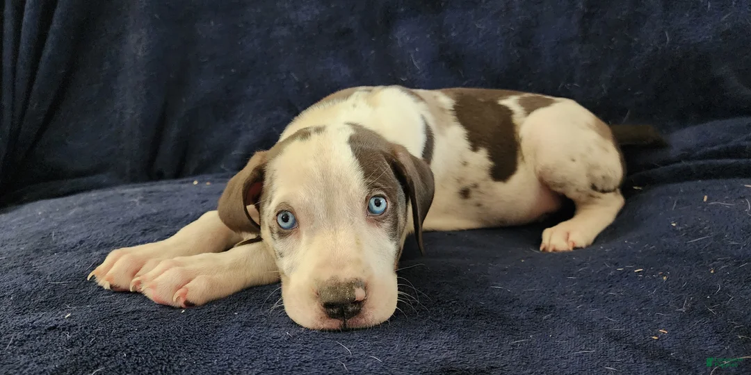 Catahoula Leopard Dog dogs for sale: Gabby F2025 M3 Catahoula puppy - Ad 13