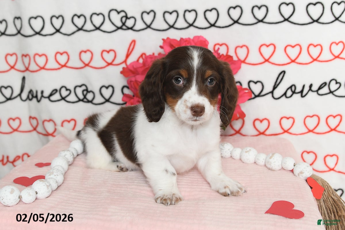 Miniature Dachshund dogs Major - Ad 8