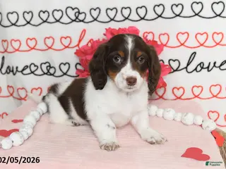 Miniature Dachshund dogs Major - Ad 8