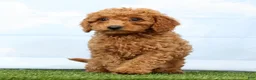 Mini Goldendoodle dogs for sale: Frankie - Ad 5