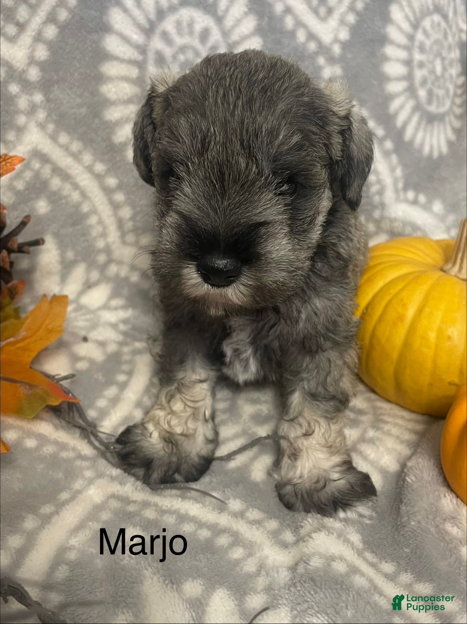 Miniature Schnauzer dogs Miniature Schnauzer 1 - Ad 1