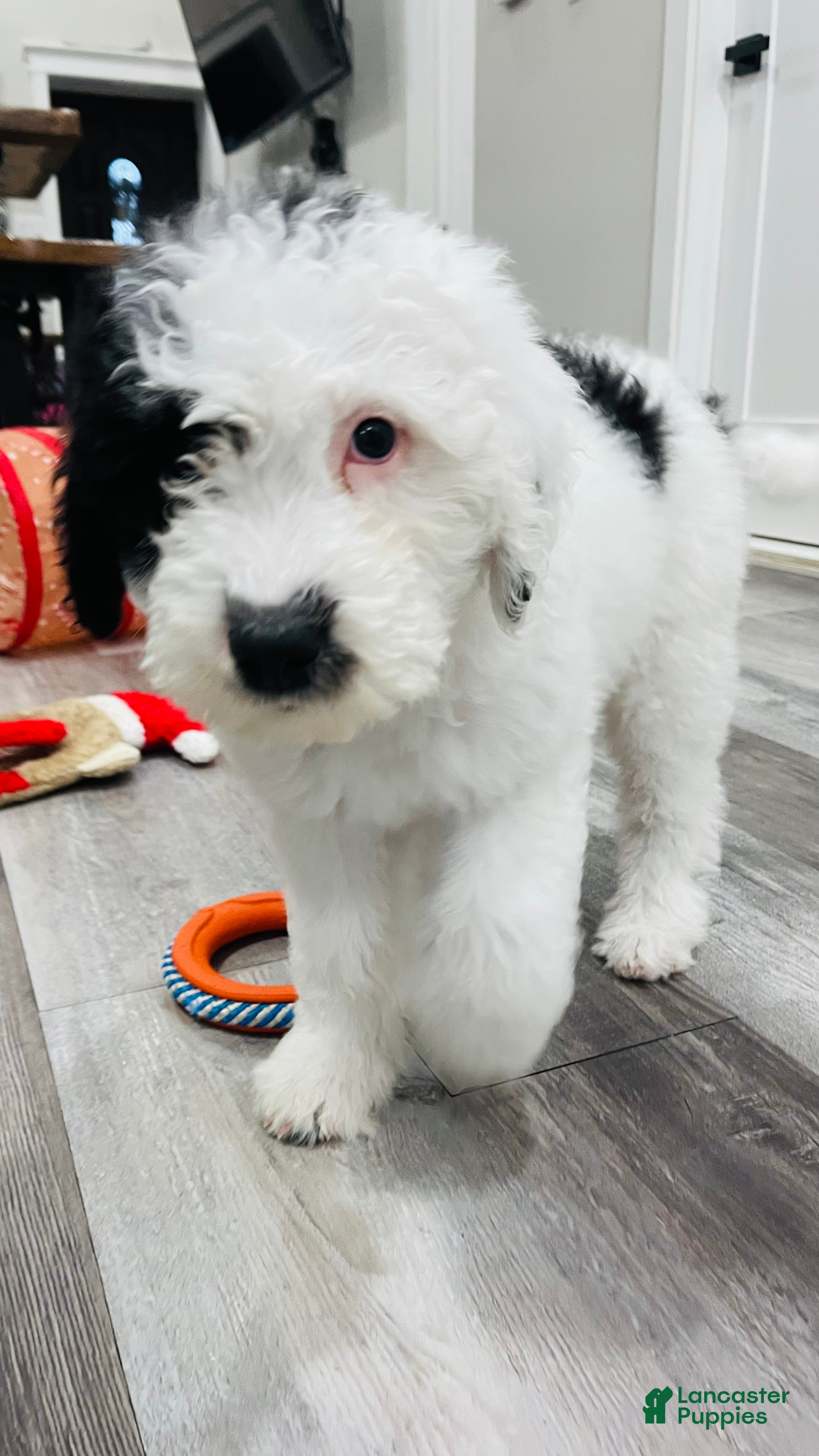 Sheepadoodle dogs Oriella - Ad 26
