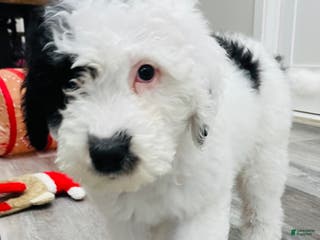 Sheepadoodle dogs Oriella - Ad 26