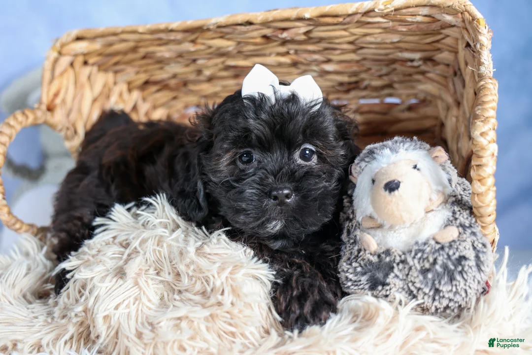 Shorkie dogs for sale: JAKE - Ad 1