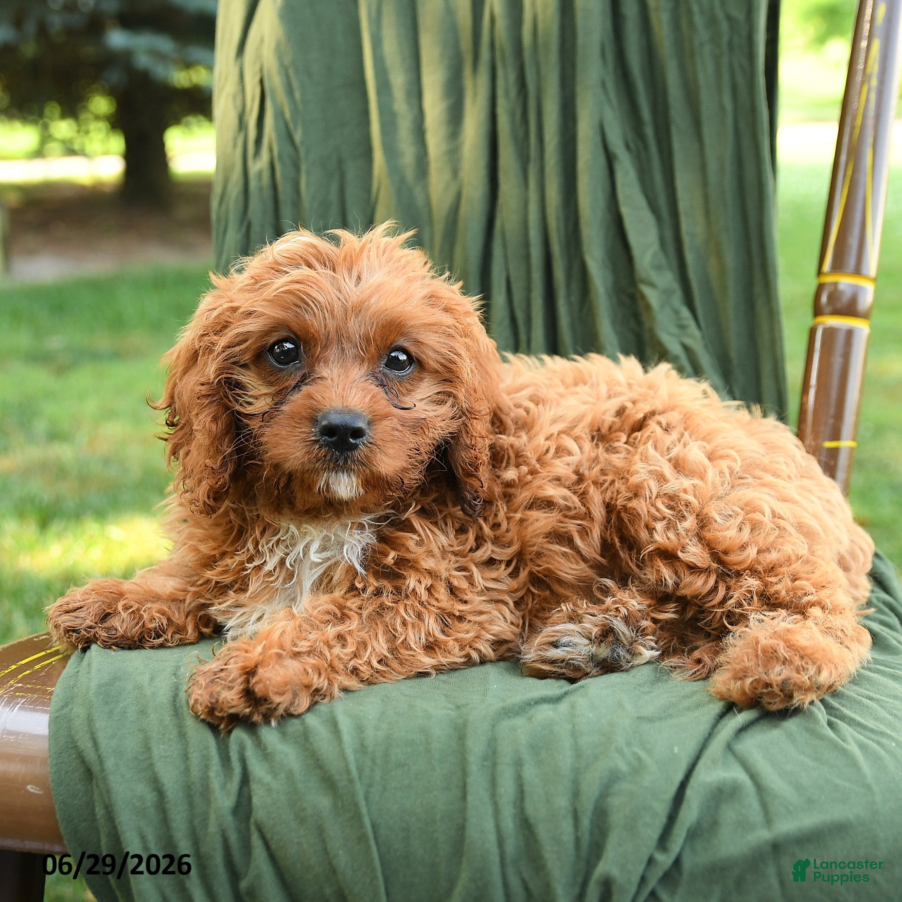 Cavapoo dogs for sale: Michael  - Ad 4