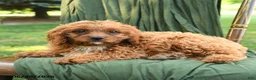 Cavapoo dogs for sale: Michael  - Ad 1