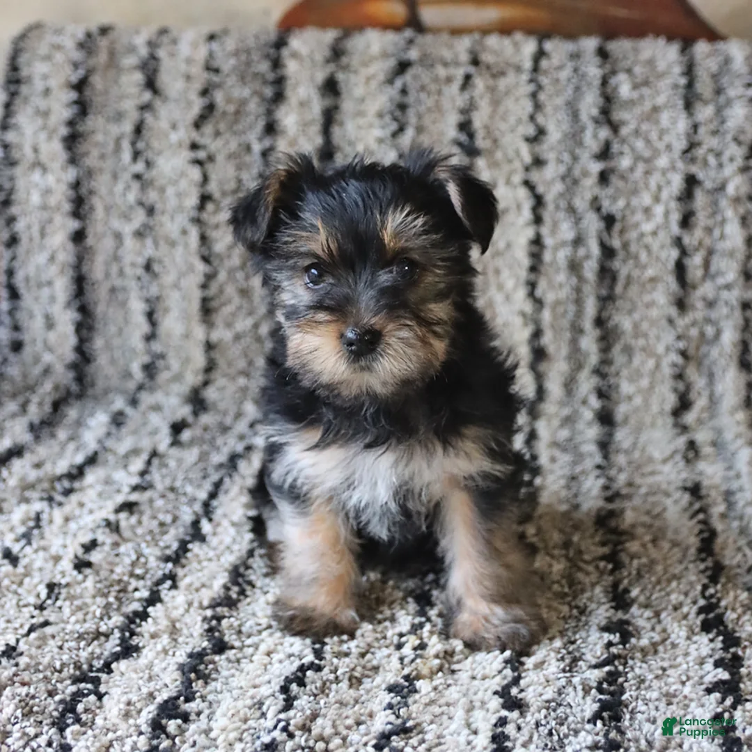 Yorkshire Terrier dogs for sale: Saige - Ad 4