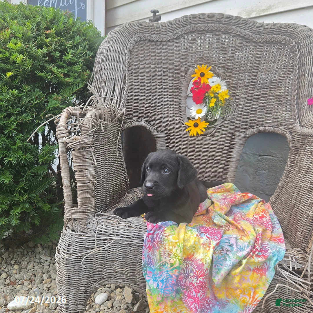Labrador Retriever dogs for sale: Kyle - Ad 4
