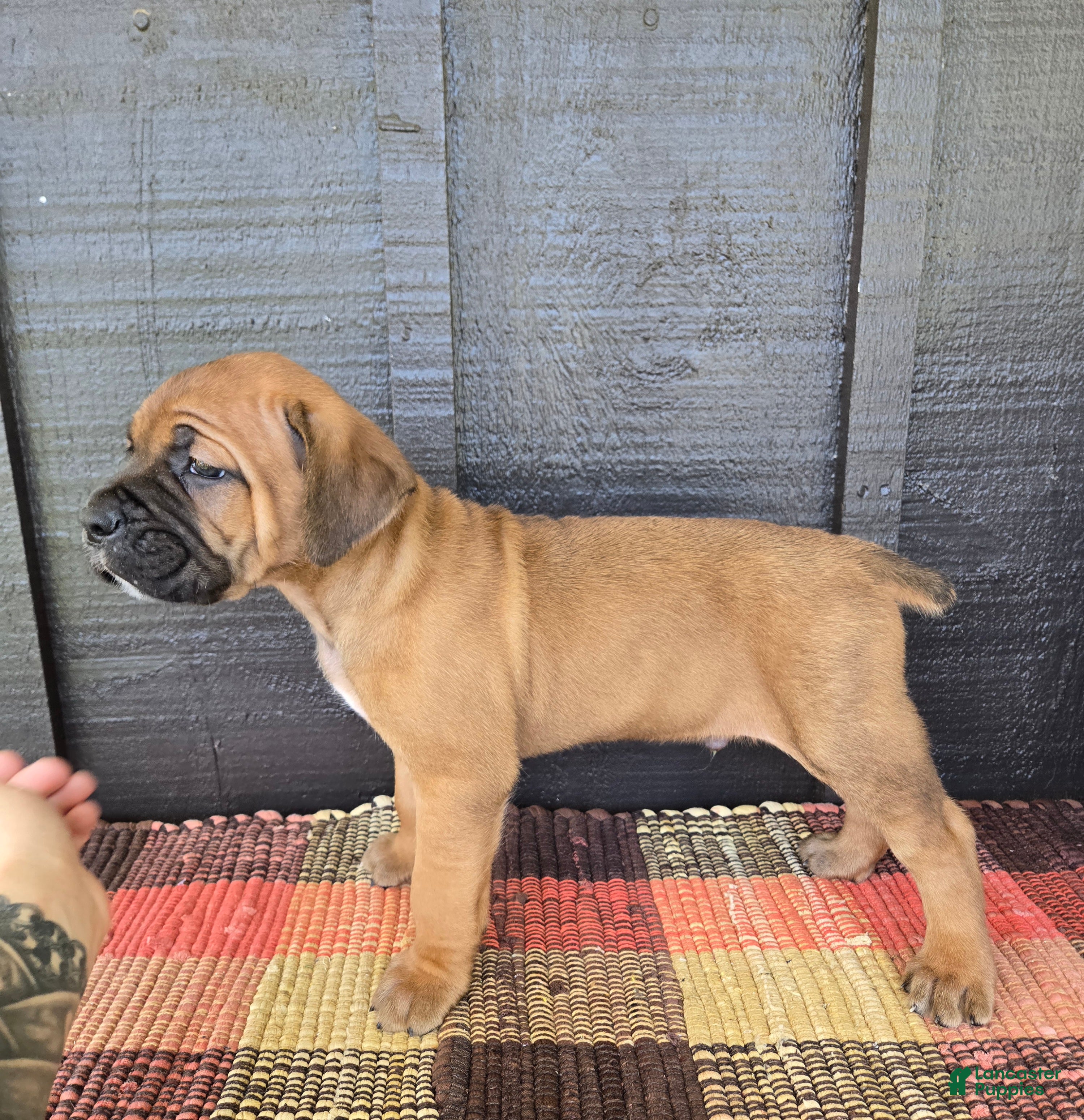 Cane Corso dogs for sale: AKC Viggo - Ad 1