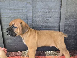 Cane Corso dogs AKC Viggo - Ad 25