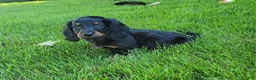 Miniature Dachshund dogs for sale: Vander - Ad 8