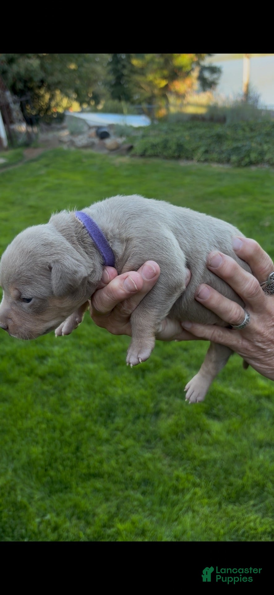 American Bully dogs American Bully 7 - Ad 1