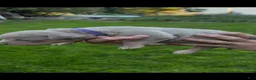 American Bully dogs for sale: American Bully 7 - Ad 1