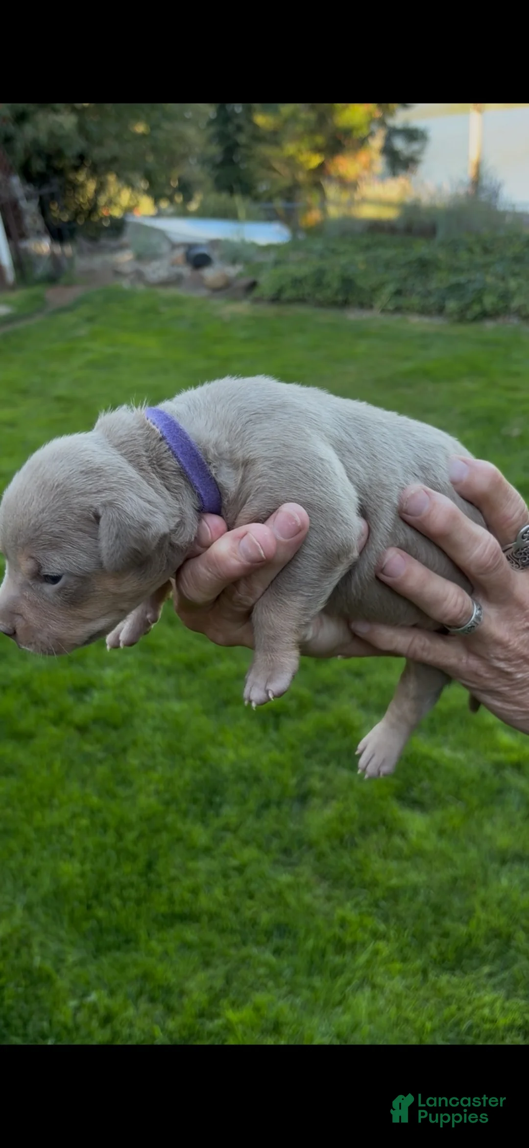 American Bully dogs for sale: American Bully 7 - Ad 1