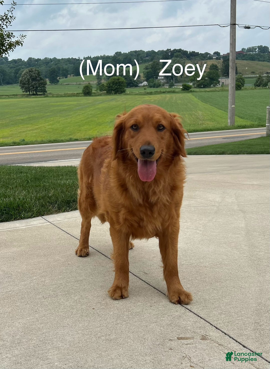 Mini Goldendoodle dogs for sale: Cole - Ad 12