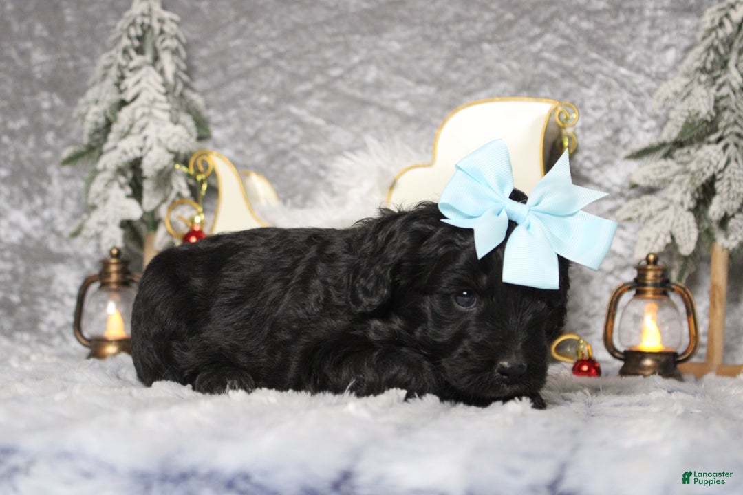 Aussiedoodle dogs for sale: Mia  - Ad 7