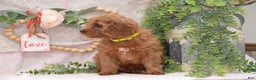 Cavapoo dogs for sale: Jeffrey - Ad 3