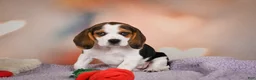 Beagle dogs for sale: OPAL - Ad 13