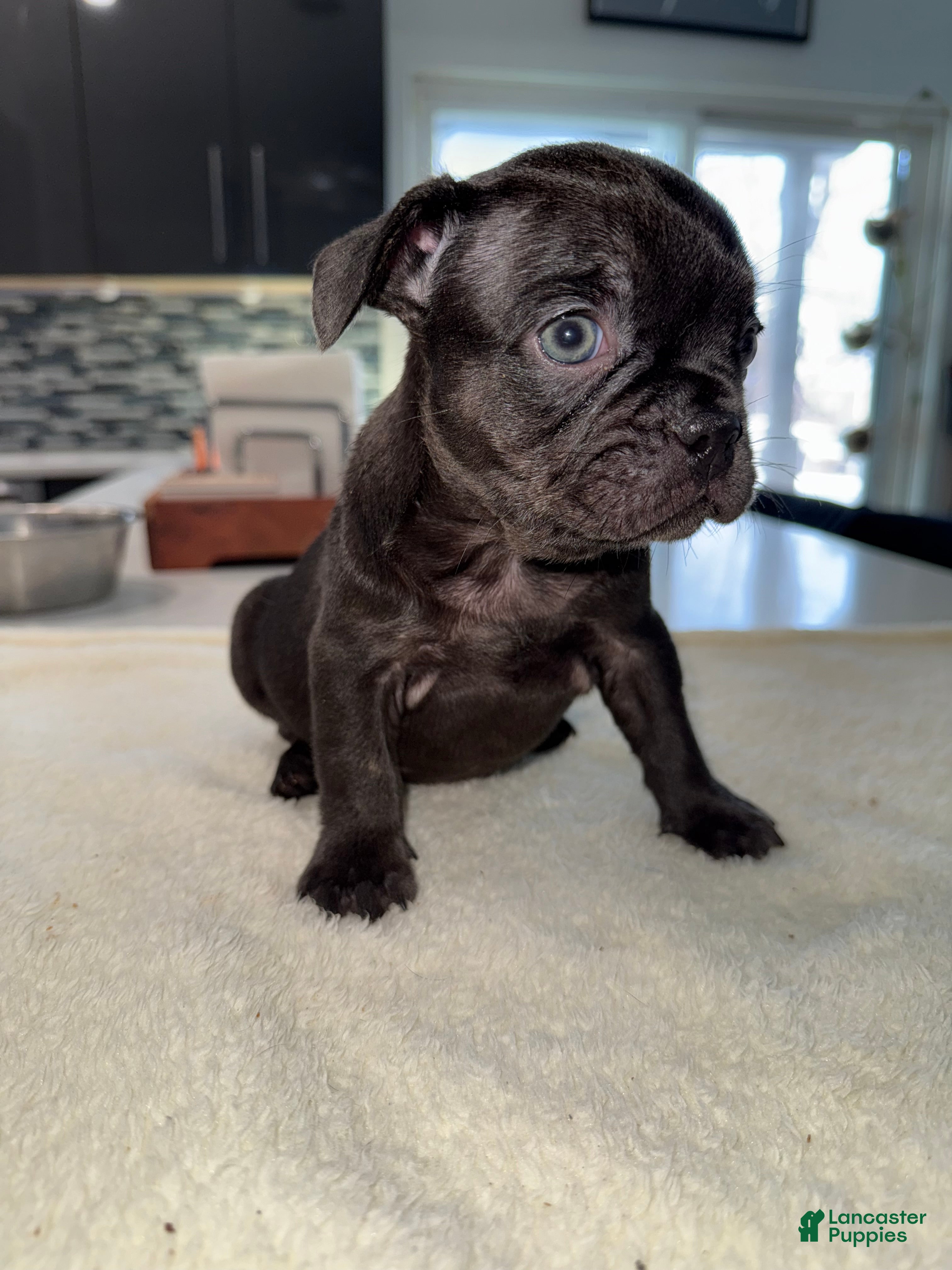 French Bulldog dogs French Bulldog Puppy 1 - Ad 31