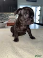 French Bulldog Puppy 1
